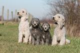 BEDLINGTON TERRIER 176